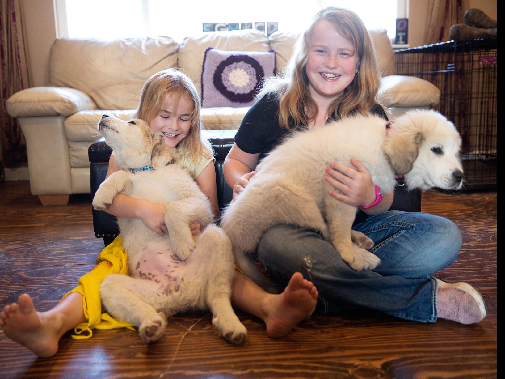 After Social Media Goose Chase Carey Family Gets Purloined Puppies Back Local Magicvalley Com