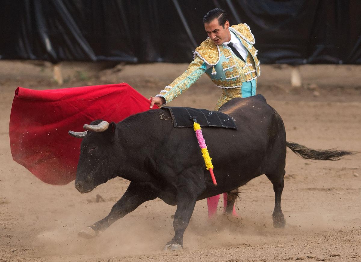 Photo Gallery Bloodless Bullfights brings crowds, courage and culture