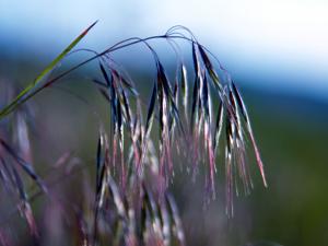 Understanding cheatgrass combat and how it impacts hunting