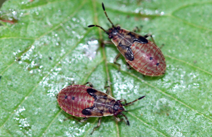 Elm deals seed bug