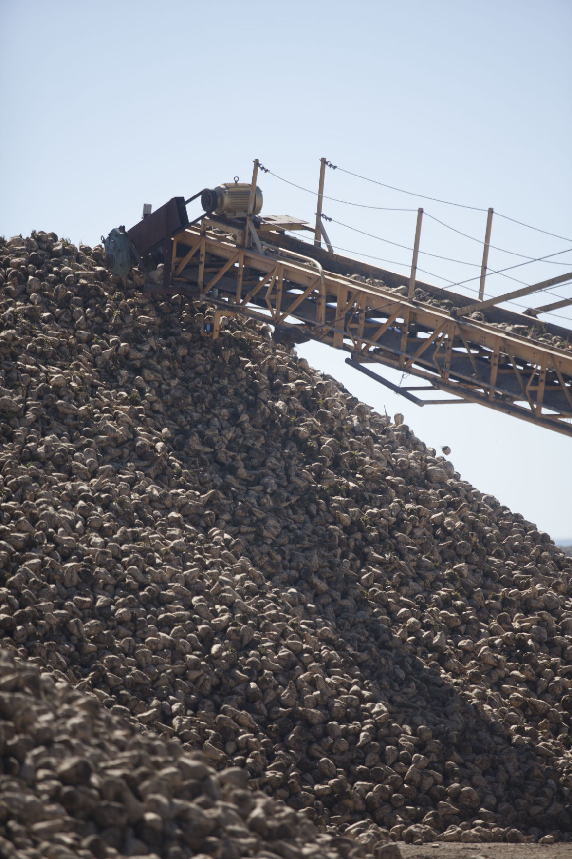 Cool weather and wind slows sugar beet sprouts Southern Idaho