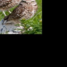 Free Hikes to Explore Top Raptor Nesting Area