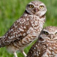 Free Hikes to Explore Top Raptor Nesting Area