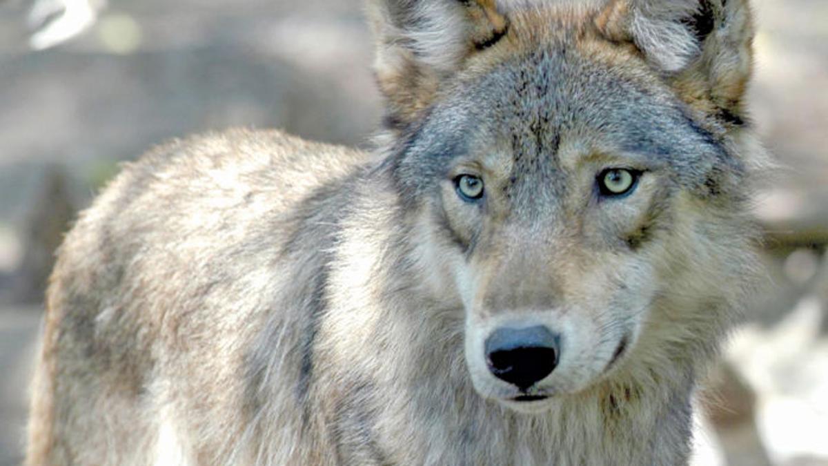Conflicts Rise Between Idaho Ranchers Gray Wolves Local Magicvalley Com