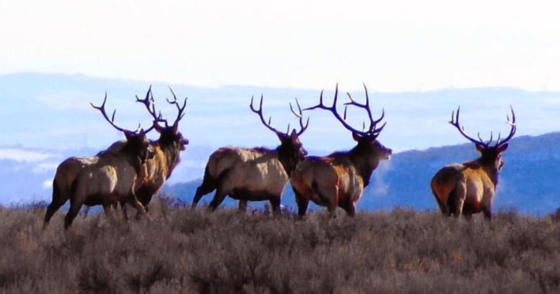 The challenge of managing wintering big game in the Bennett Mountains