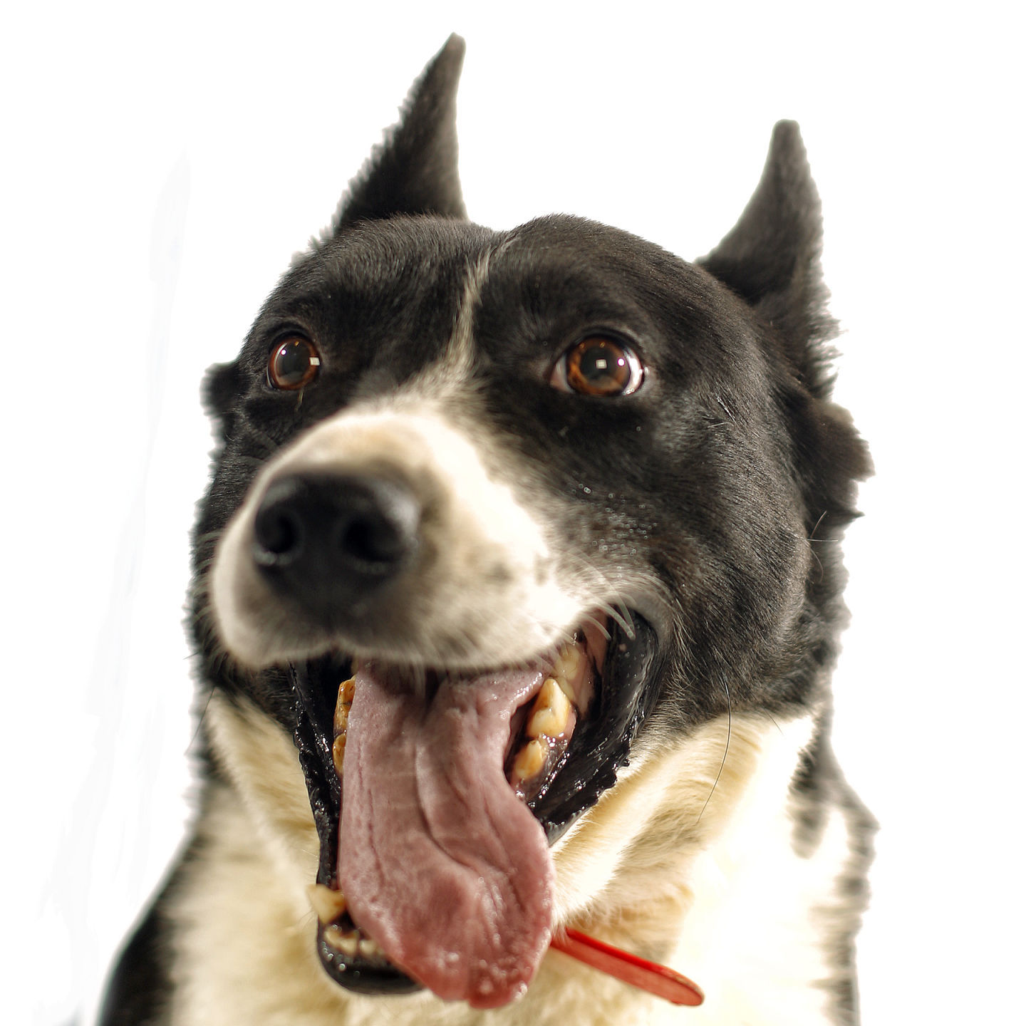 Dogs with Jobs
