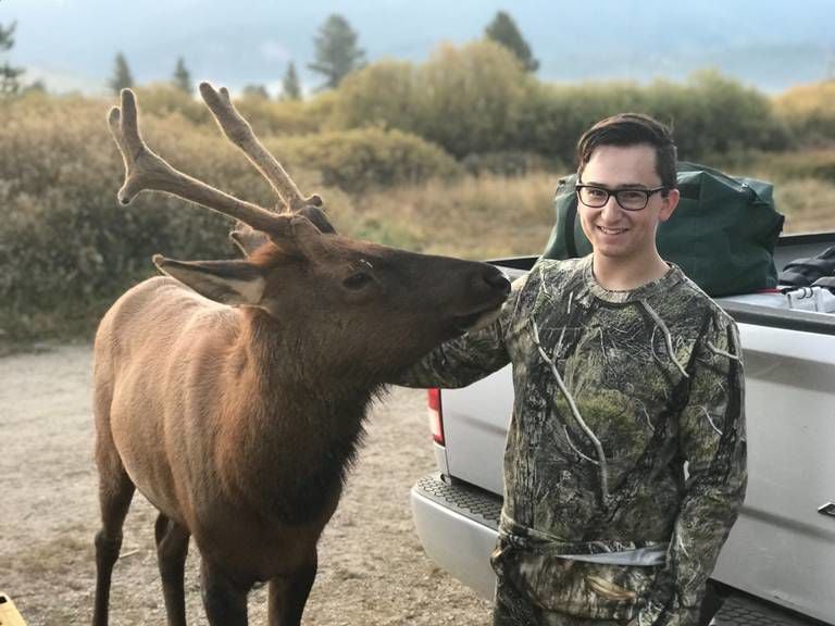 Friendly elk back in captivity weeks after being relocated to