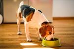 How often you wash your dog's bowl can affect your health, too, study says