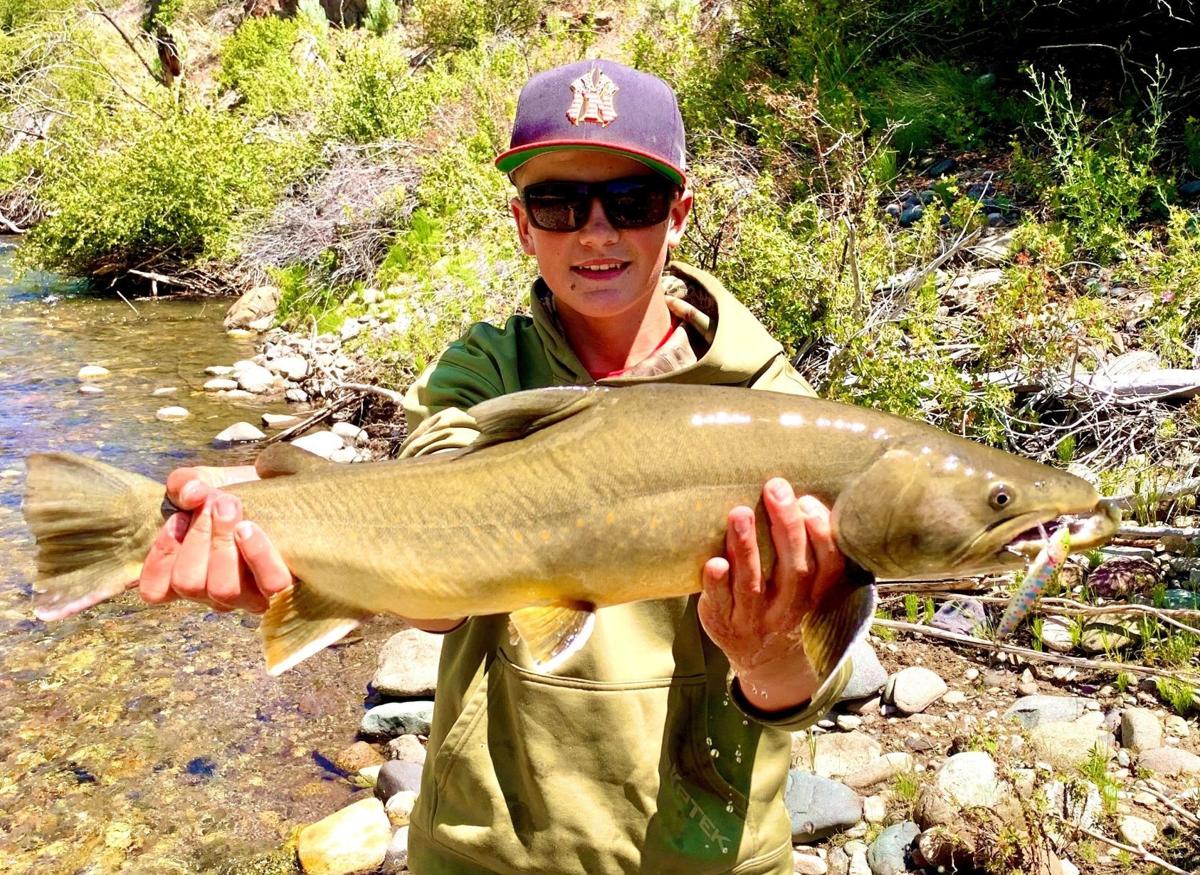 Bull Trout