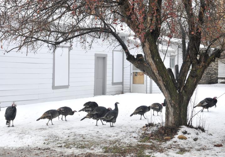 Albion turkeys