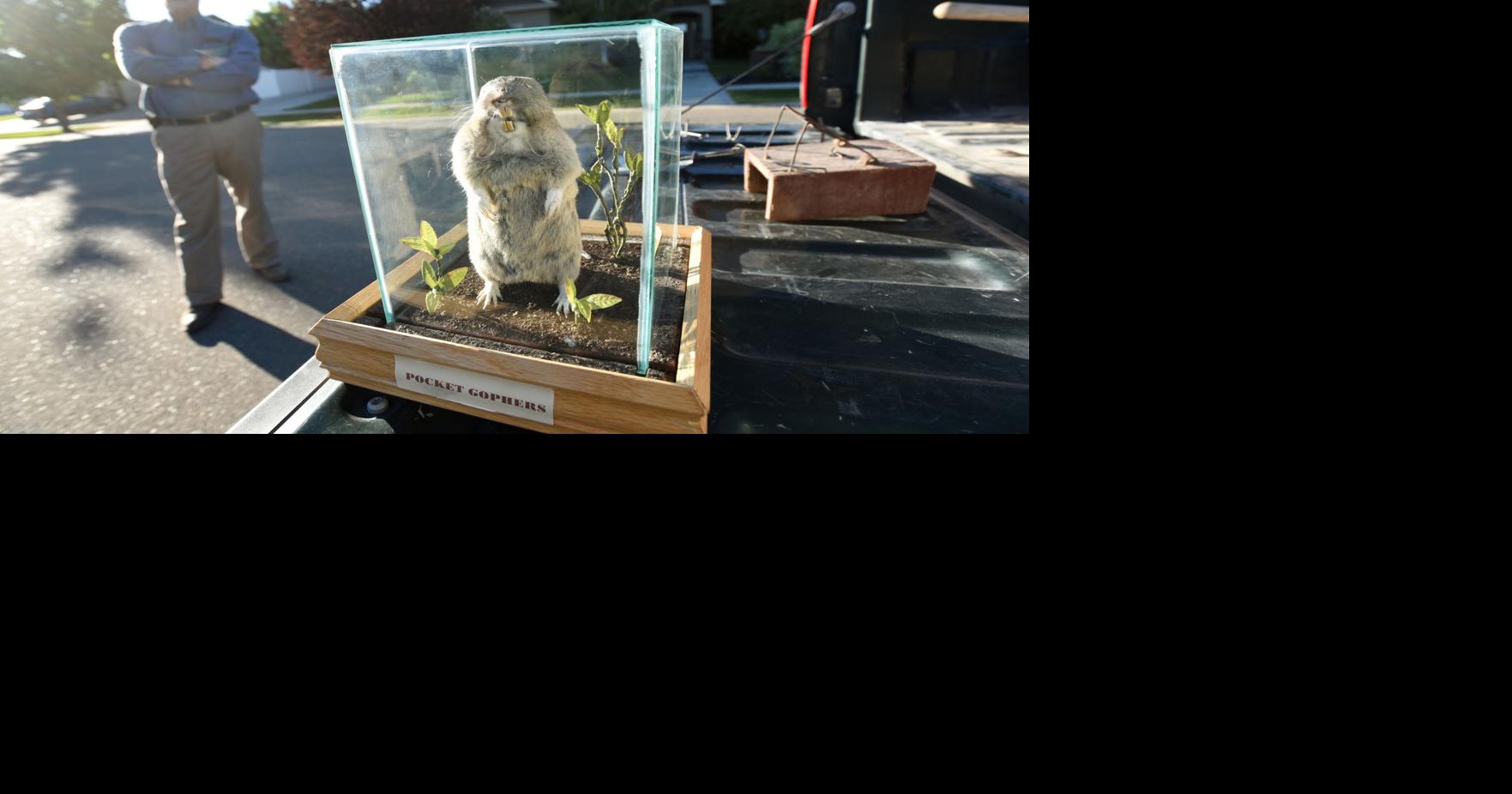 Gopher control traps gophers, pays over 28,000 in bounty this year