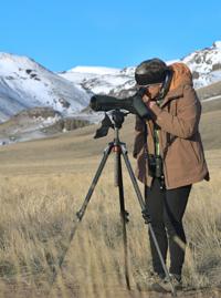 Magic Valley sage grouse