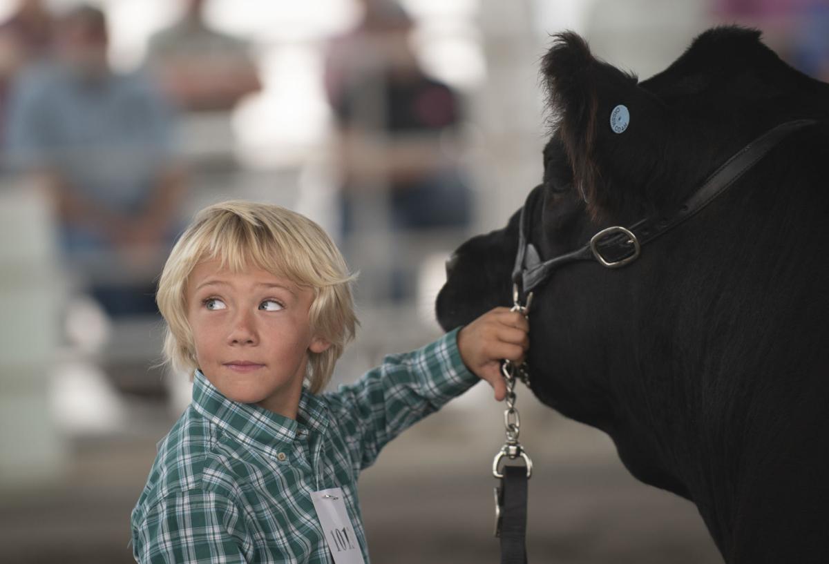 Livestock at the Cassia County Fair