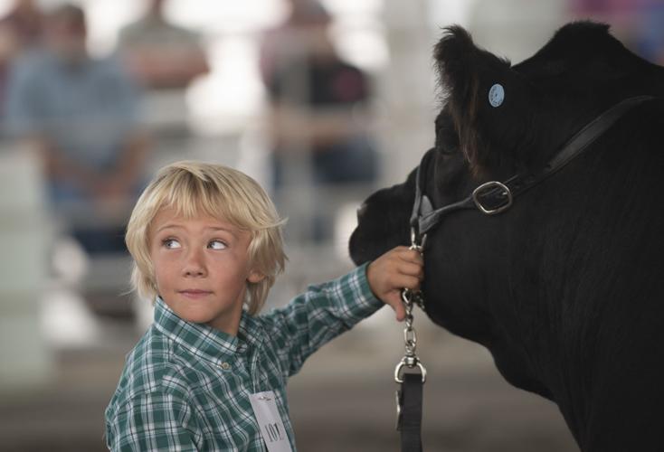 Livestock at the Cassia County Fair