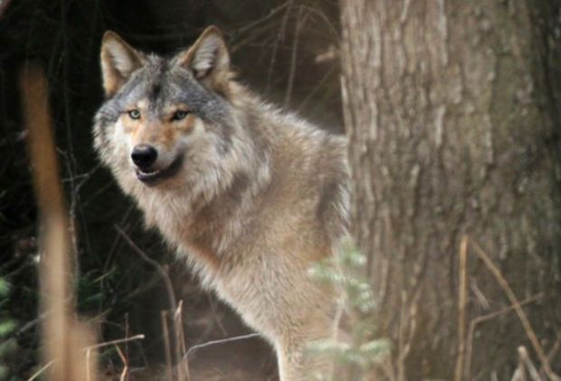 How Much Wolf-killing Can the State of Idaho Afford?