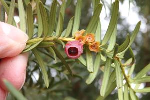 Fatal ingestion of yew documented in elk, moose, deer, and pronghorn