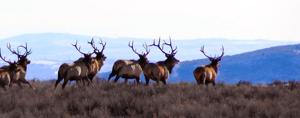 Everything a nonresident hunter needs to know about the 2026 tag drawing