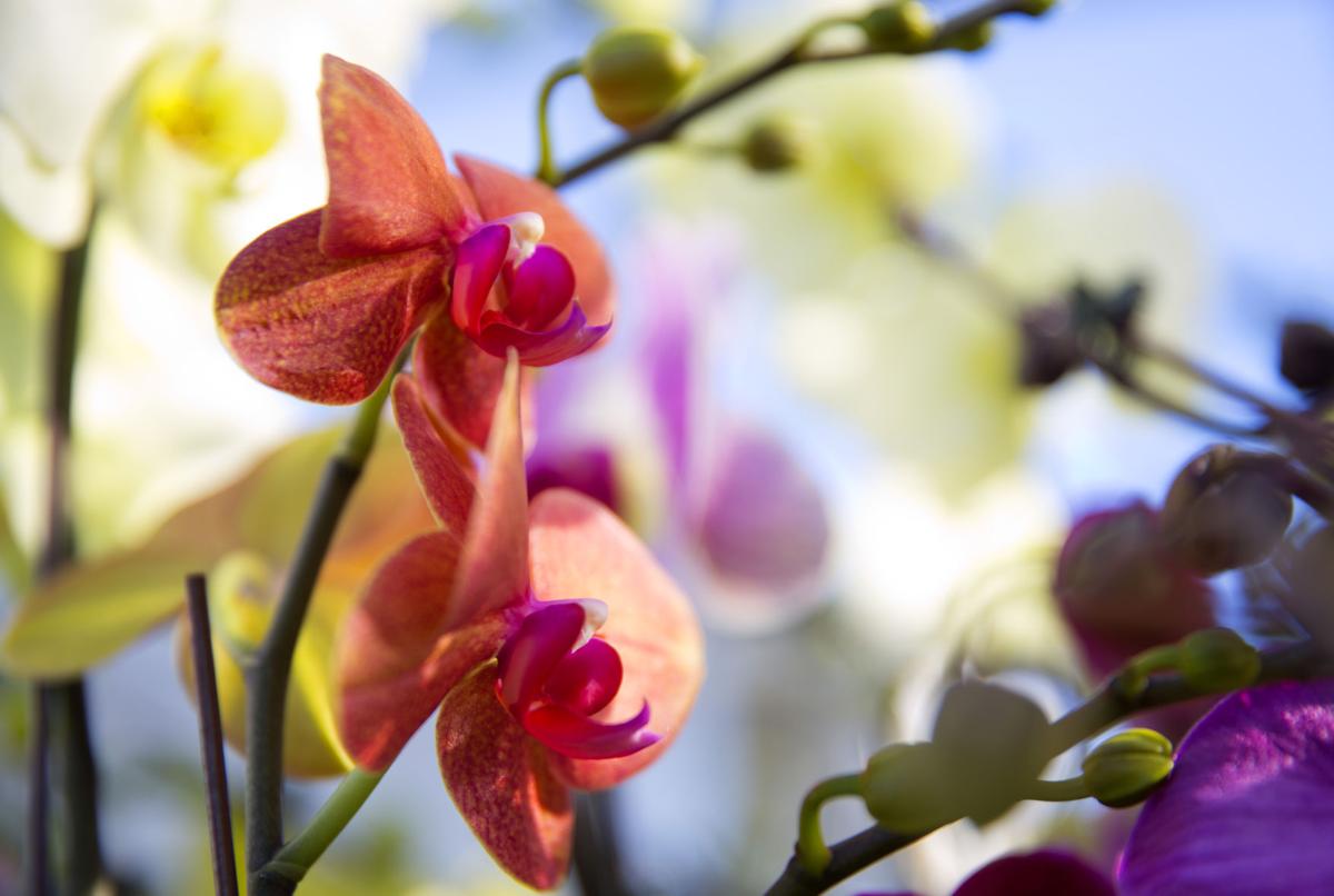 Learn about rare, native Idaho plants