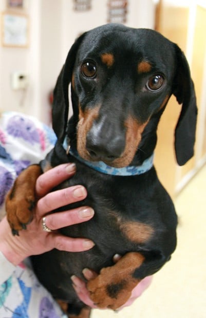 Idaho Dog Rescue Group wants Boise Wiener Dog Race Halted | Southern Idaho Local News ...