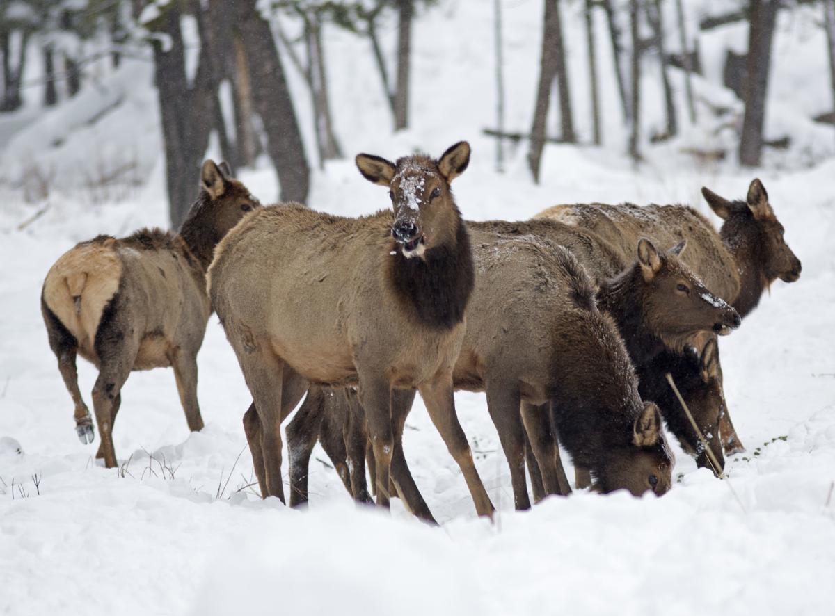 Elk feeding site