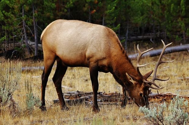 Dead Elk Only Latest Poaching Incident in Gooding Area