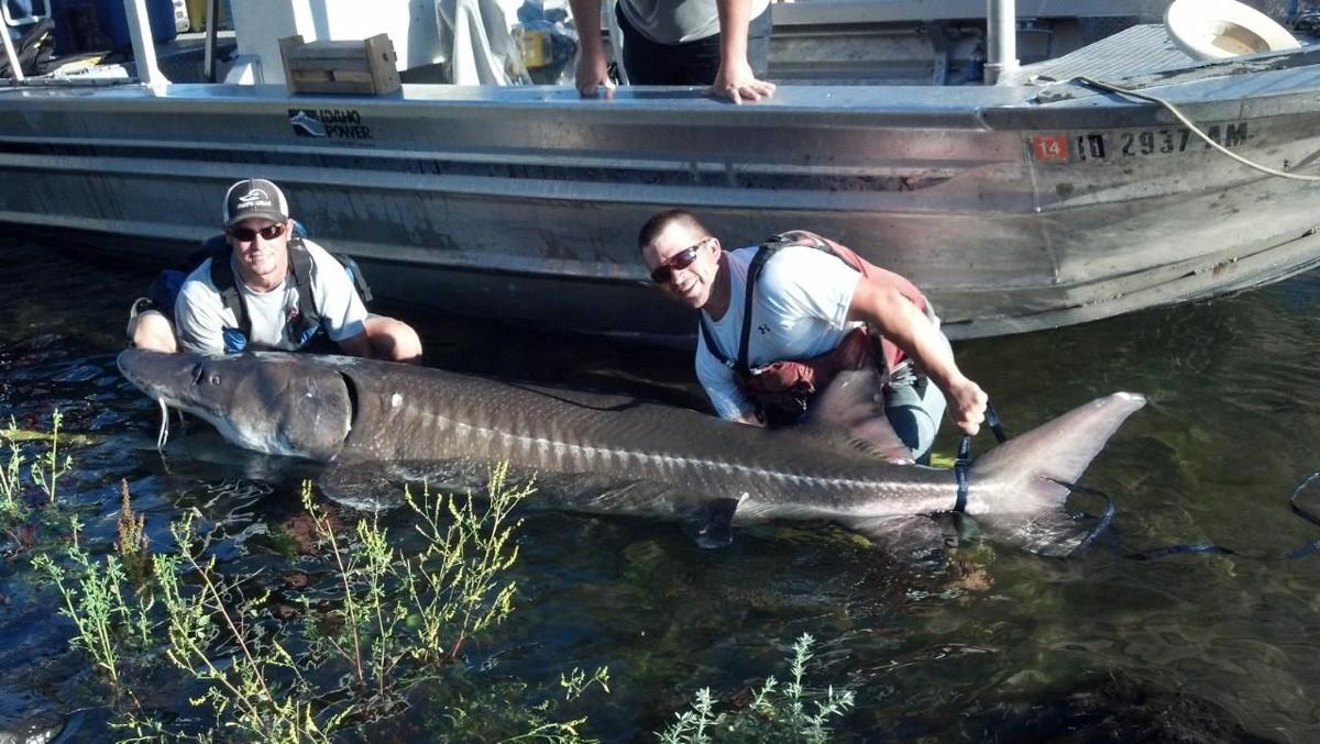 Survey: Sturgeon Fish Hold Steady in Snake River Section