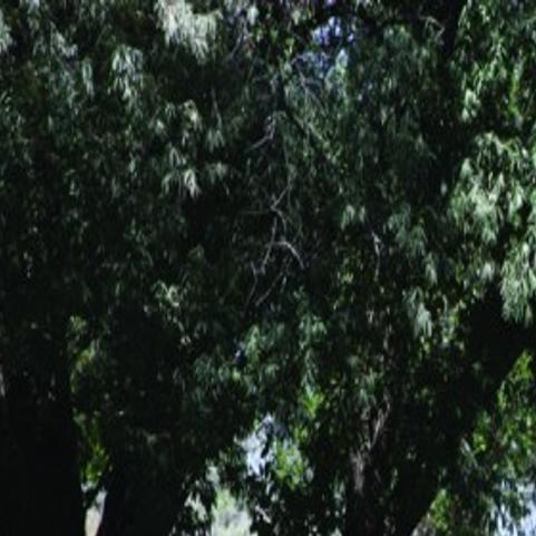 Lake Walcott State Park Local Magicvalley Com