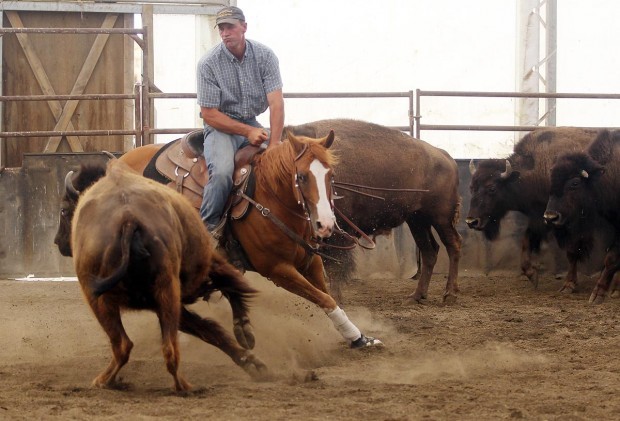 ranch-work-magic-valley-reined-cow-horse-association-has-corralled