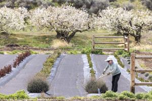 Prepping around the orchard