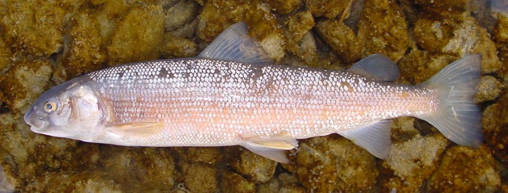 Whitefish на волге