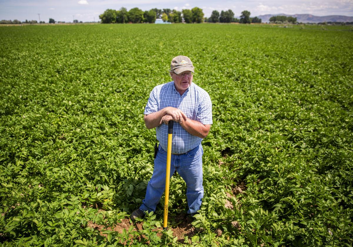 Fall Potato Harvest, Good or Bad? – Faith and Family Homestead