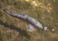 Stocking trout in Lake Cleveland