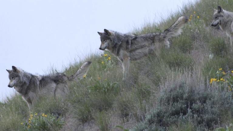 Lawmakers consider bills expanding wolf trapping, hound hunting