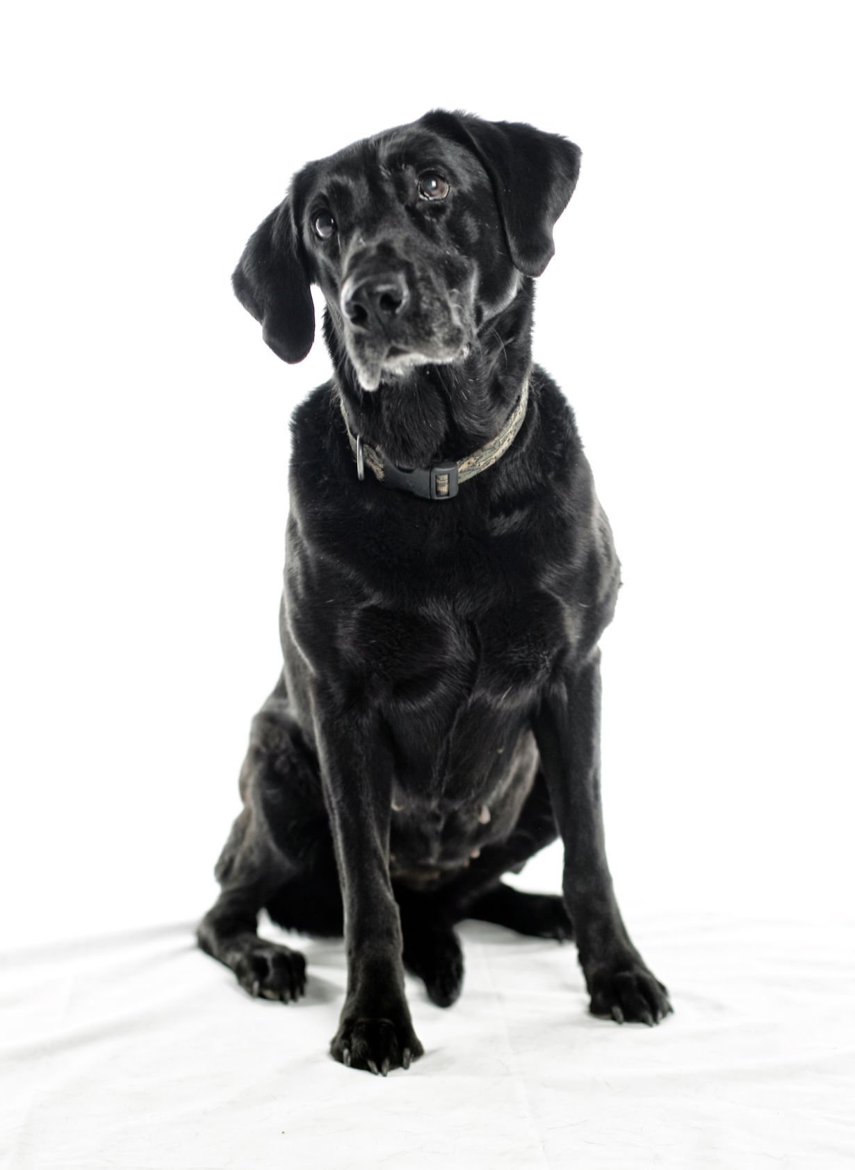 Dogs with Jobs