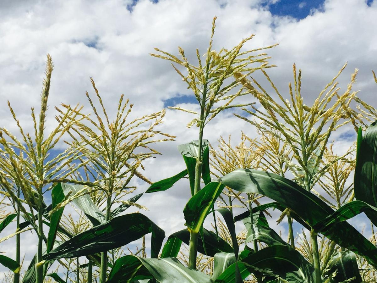 What Crop is This? Southern Idaho Agriculture News