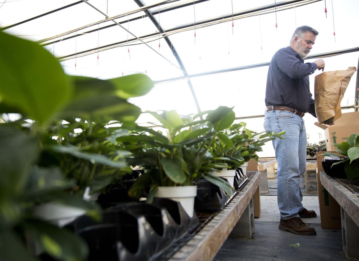 Moss Greenhouses keeps to its roots