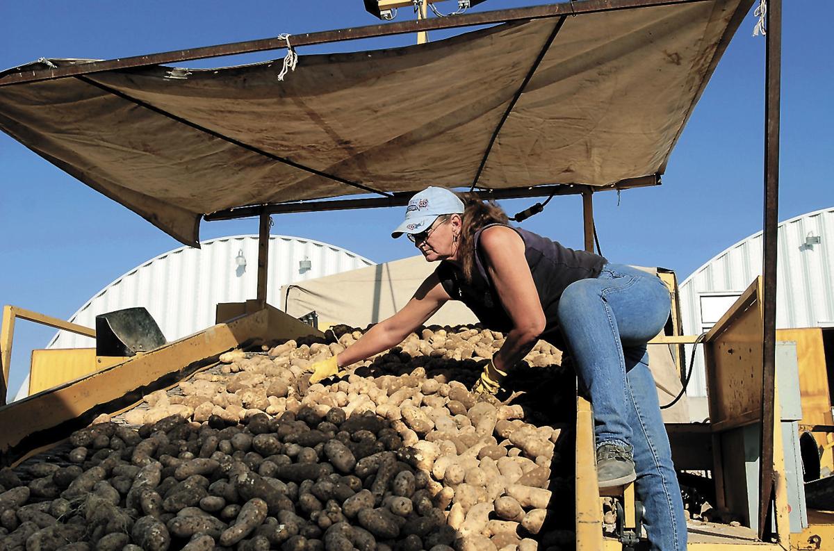 Potato Sorting