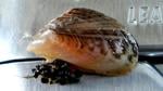 TIMELINE: Quagga Mussel Saga