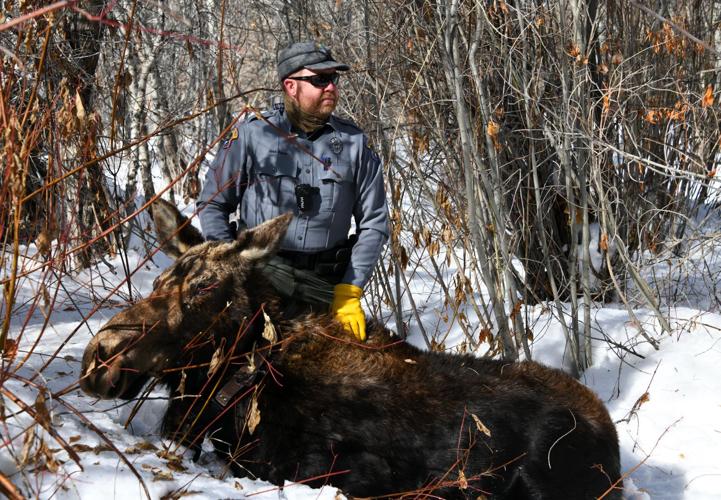 Fish and Game treats sick cow moose for a second time in Hailey