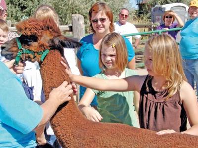 Area Farms Offer Education In Alpacas Southern Idaho Local