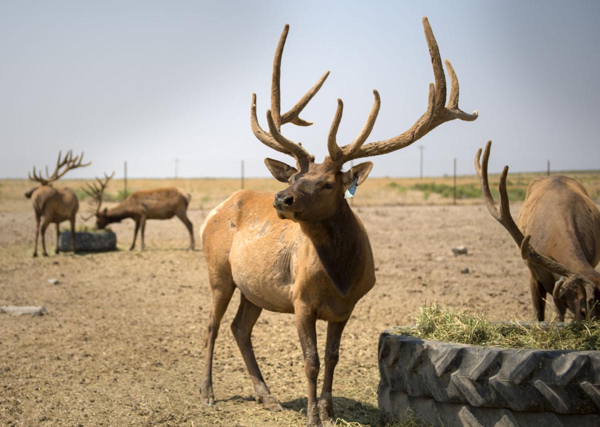 Idaho meat PT Elk Farm offers elk without the hunt Southern Idaho