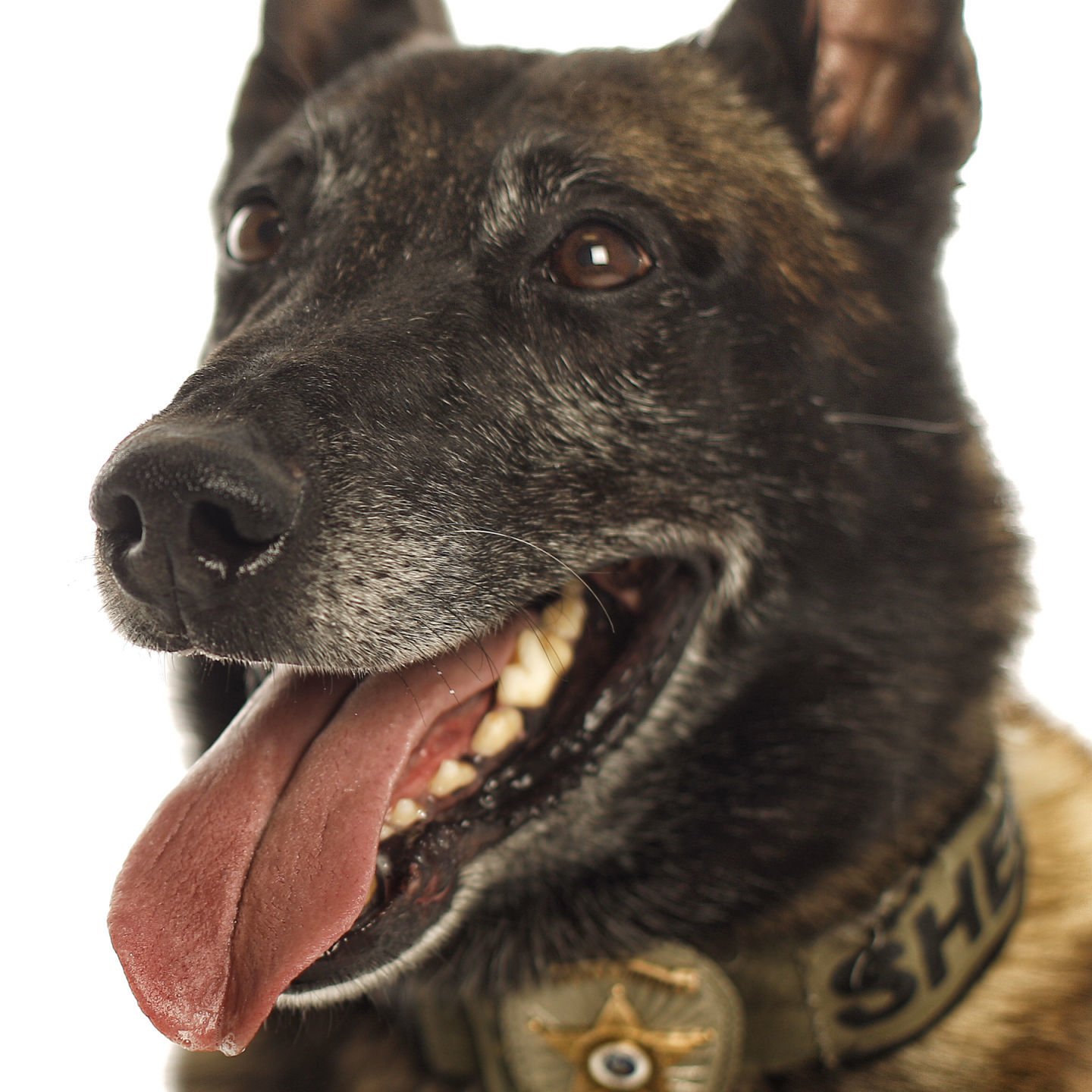 Dogs with Jobs