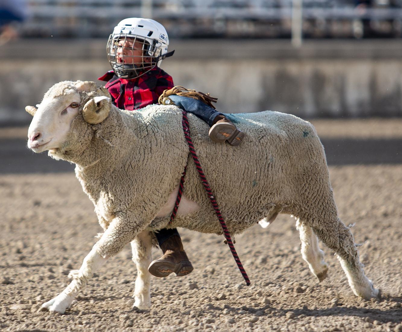 PHOTOS: Mutton Busting at the Minidoka County Fairgrounds