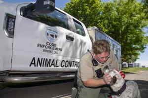 Keeping dogs out of the shelter: Taking steps to avoid pooches ending up in pounds