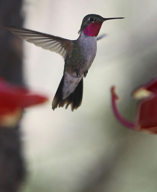 visit a hummingbird sanctuary in the south hills visit a hummingbird sanctuary in the south hills