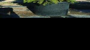 Trim This Tree Then Plant It Laterwhy To Buy A Live Christmas