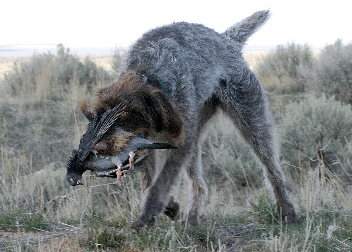Best Dog Training Boise Meridian Best Dog Training Boise Meridian