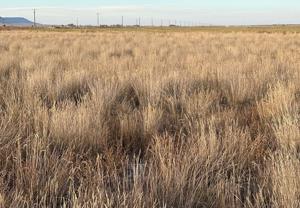 'Perfect storm' of ag factors could increase appeal for CREP