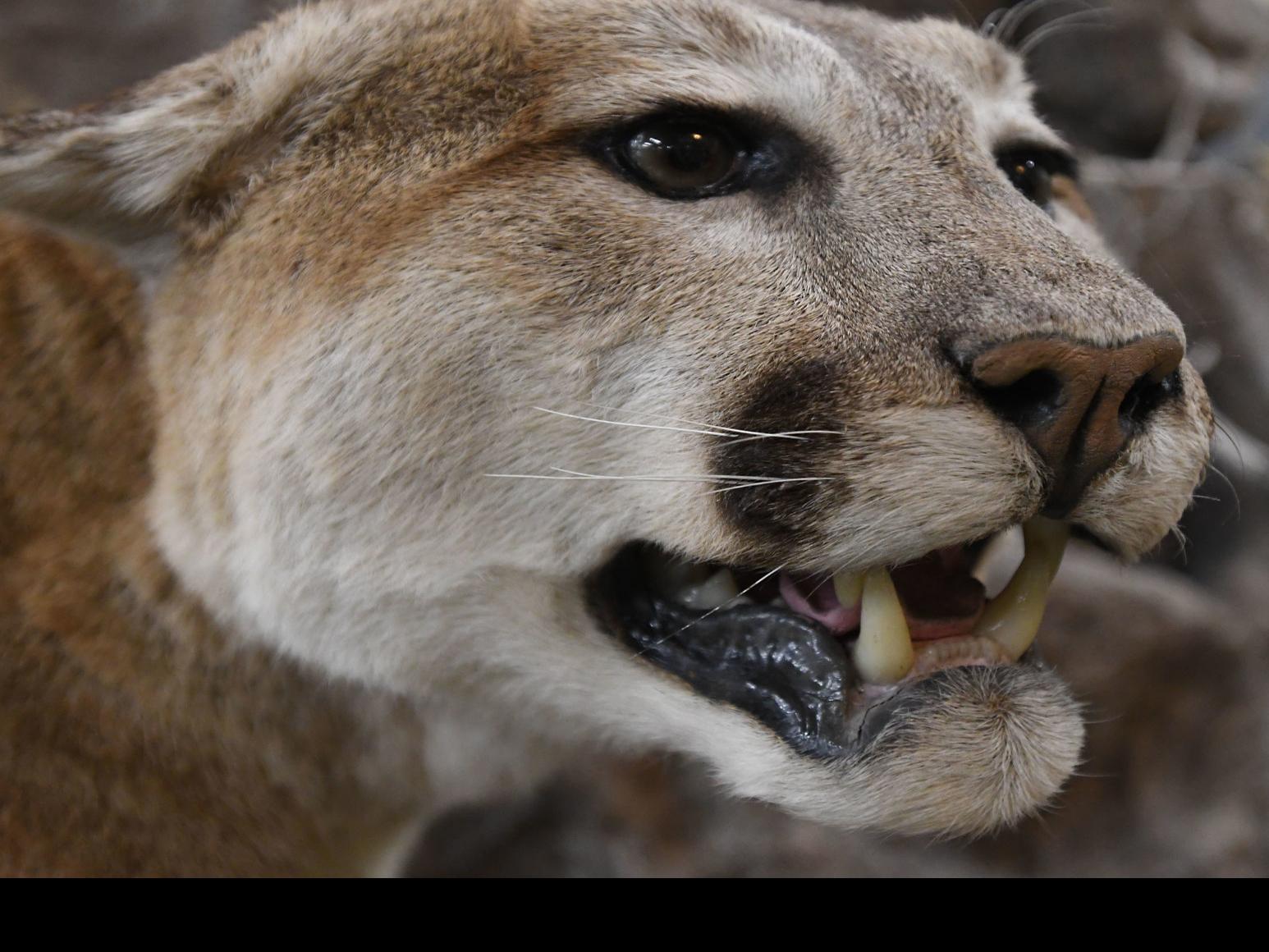 5th Mountain Lion Attack In A Week Injures Dog North Of Hailey Local Magicvalley Com The plot is based on true story of two man eating lions. 5th mountain lion attack in a week