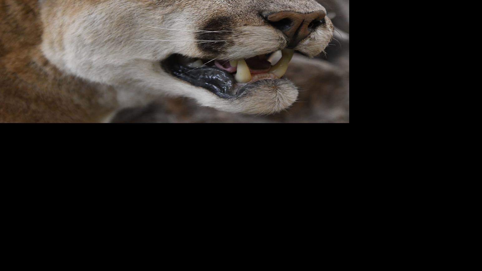 5th Mountain Lion Attack In A Week Injures Dog North Of Hailey